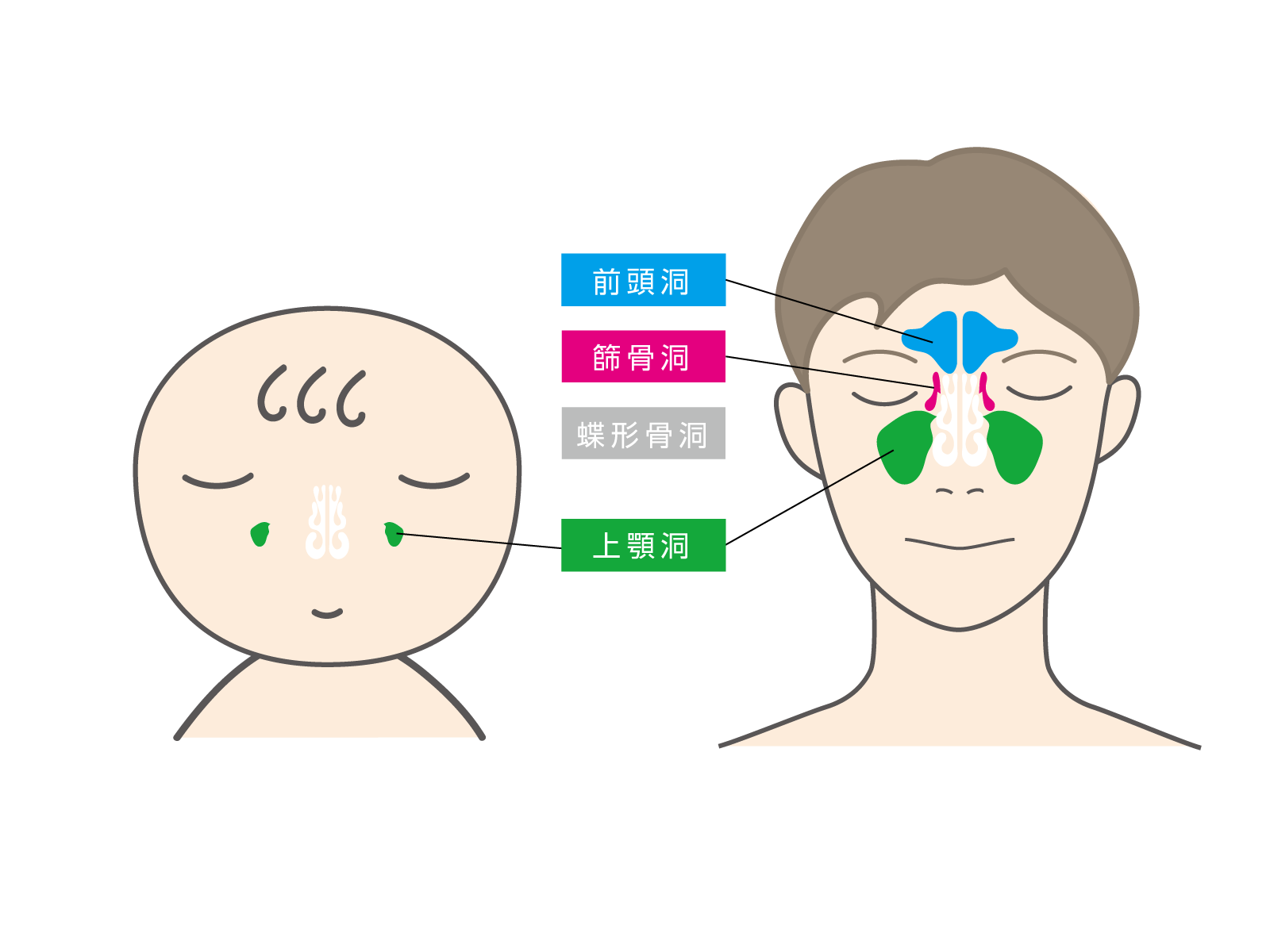 副鼻腔の形成図
