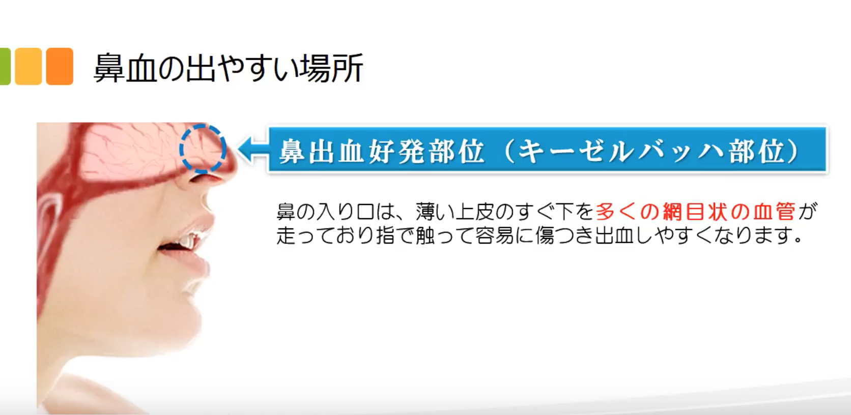 鼻の構造