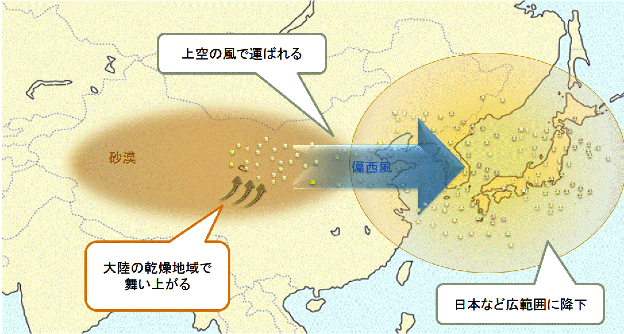 鼻の構造