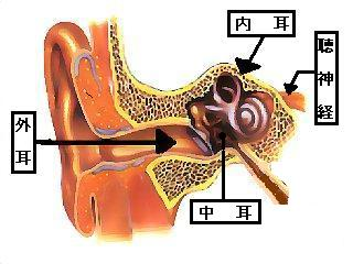耳の構造
