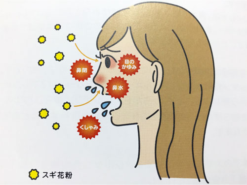 スギ花粉
